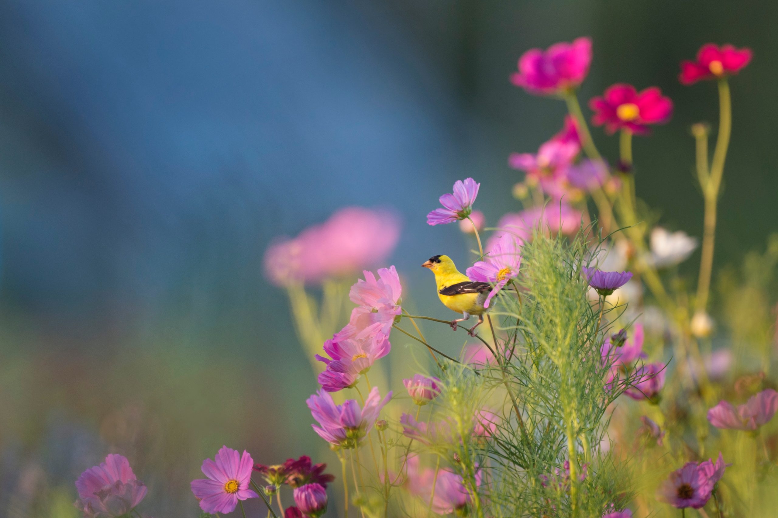 bird in flower